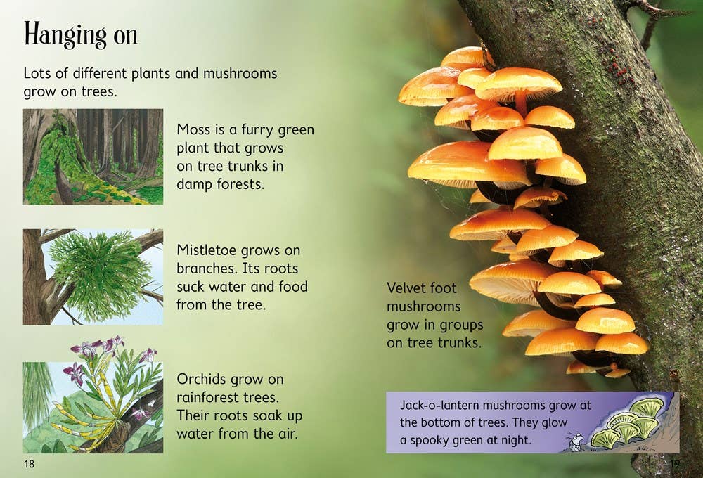 Trees : Usborne Beginners