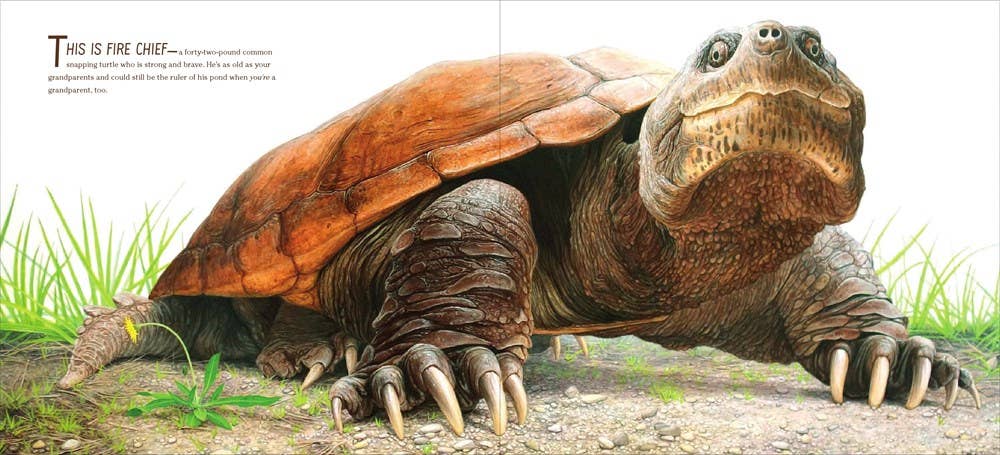 The True and Lucky Life of a Turtle : Sy Montgomery