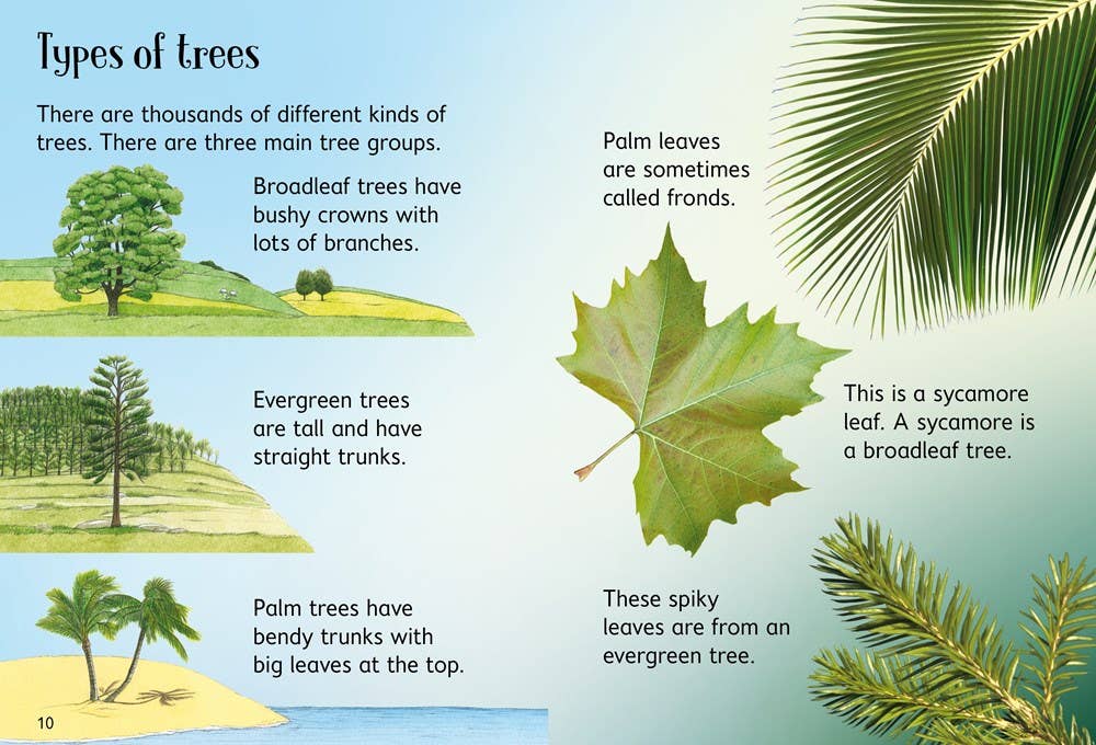 Trees : Usborne Beginners