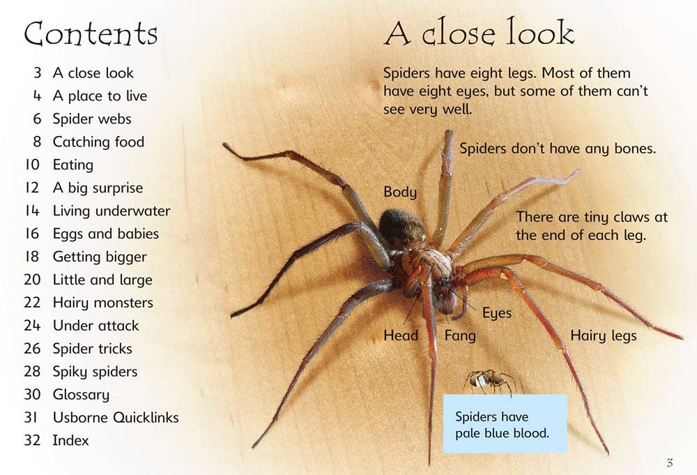 Spiders : Usborne Beginners