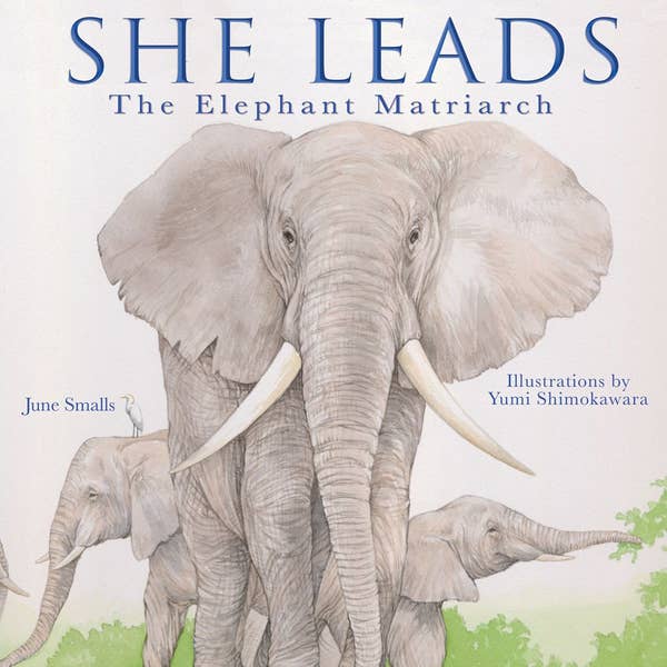 She Leads: The Elephant Matriarch