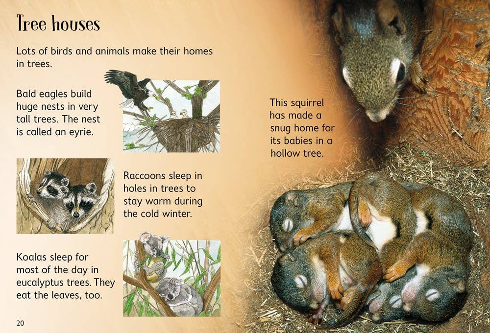 Trees : Usborne Beginners