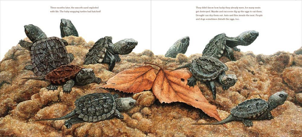 The True and Lucky Life of a Turtle : Sy Montgomery