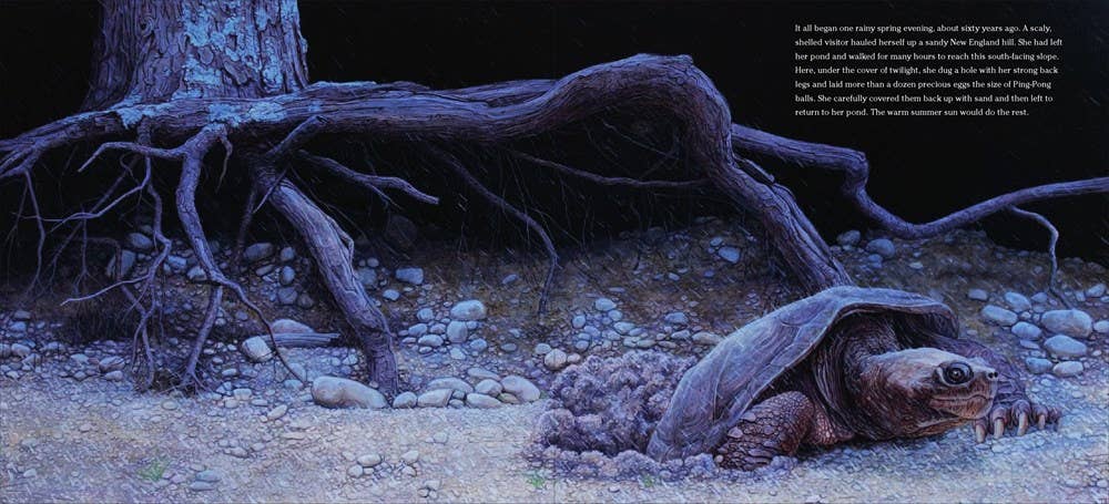 The True and Lucky Life of a Turtle : Sy Montgomery