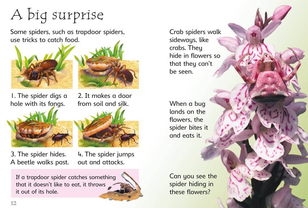 Spiders : Usborne Beginners