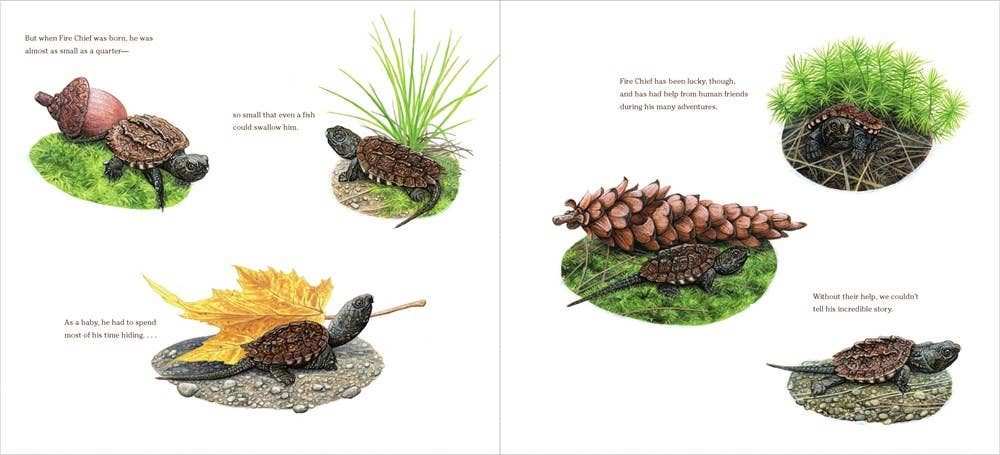 The True and Lucky Life of a Turtle : Sy Montgomery